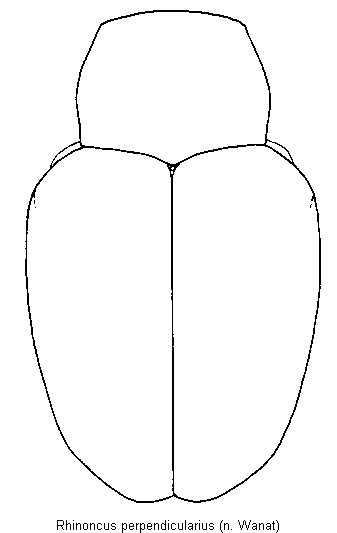 rhinoncus_perpendicularius_hab.gif