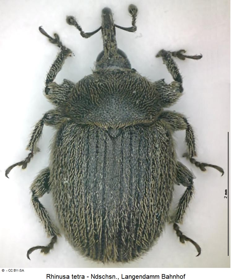 rhinusa_tetra_hab.jpg