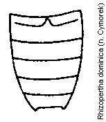 rhizopertha_dominica_hlb.gif