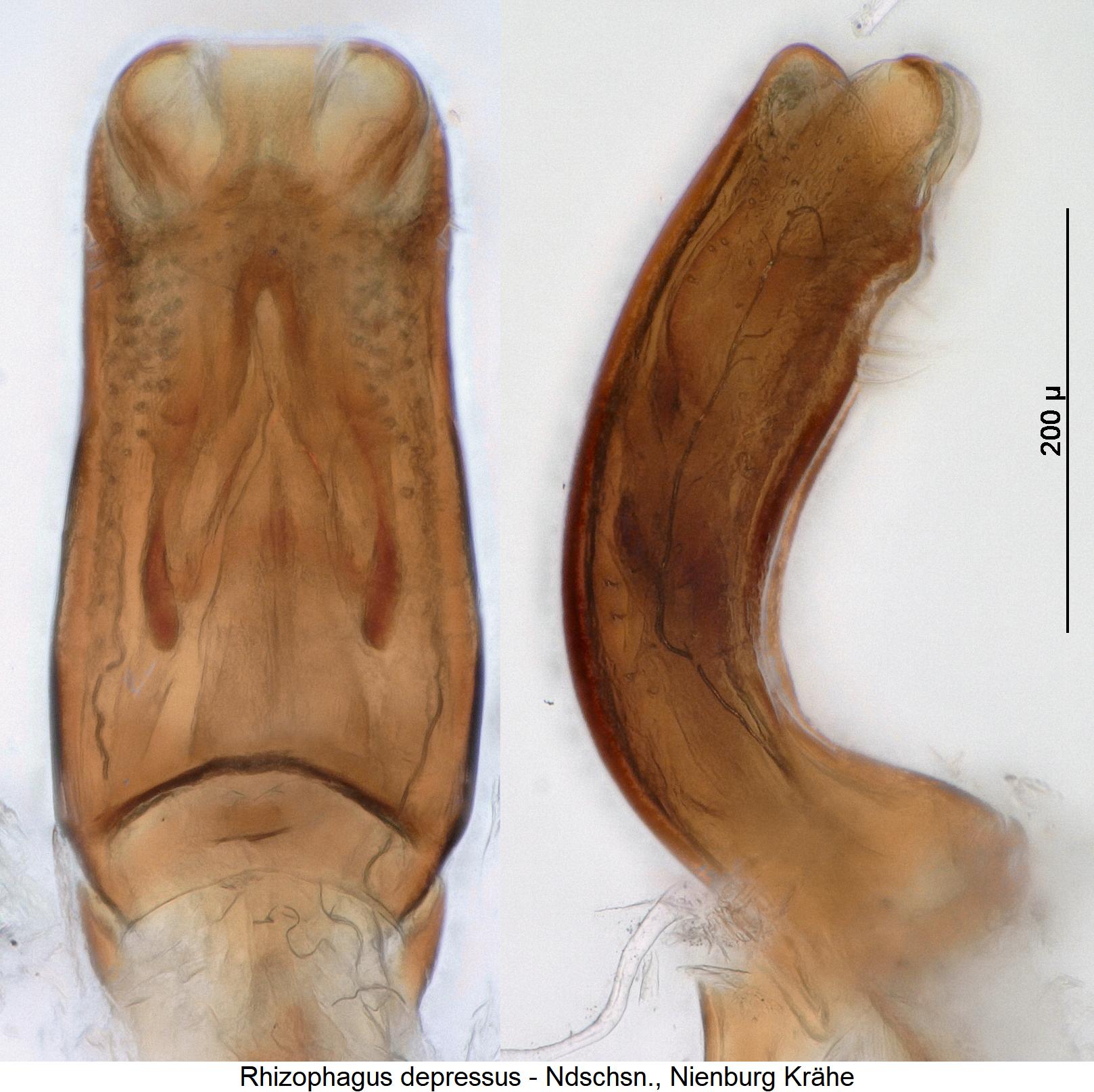rhizophagus_depressus.jpg