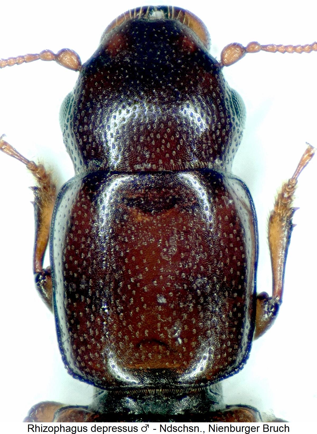 rhizophagus_depressus_m_vk.jpg
