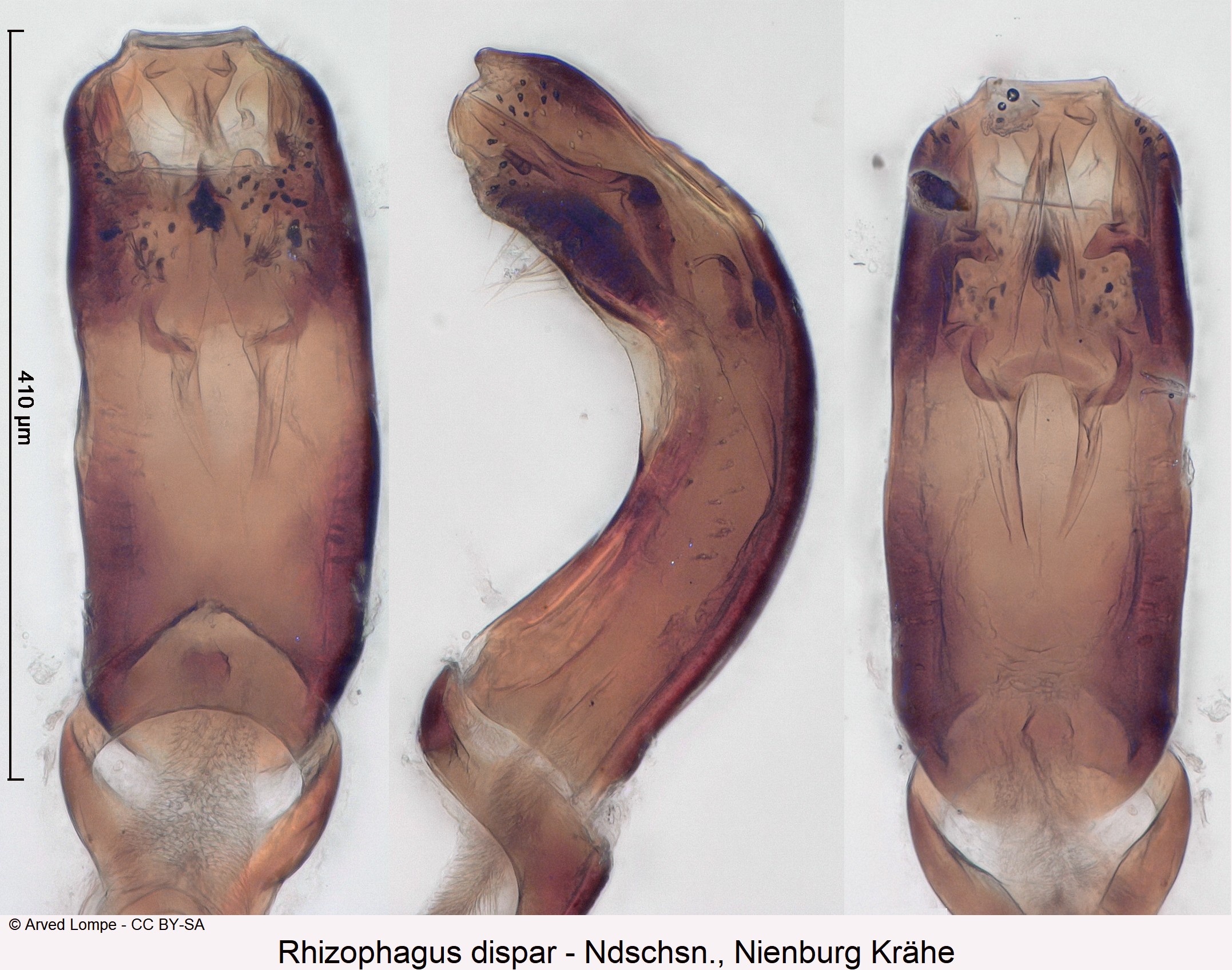 rhizophagus_dispar_ck36205281.jpg