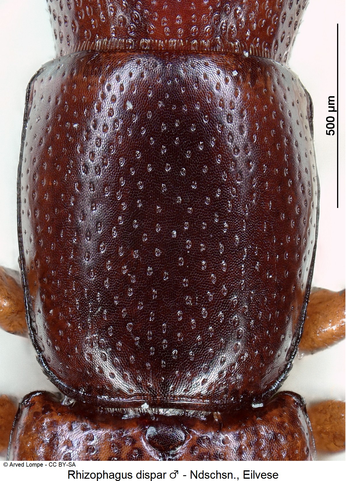 rhizophagus_dispar_m_ck8127_hsch.jpg