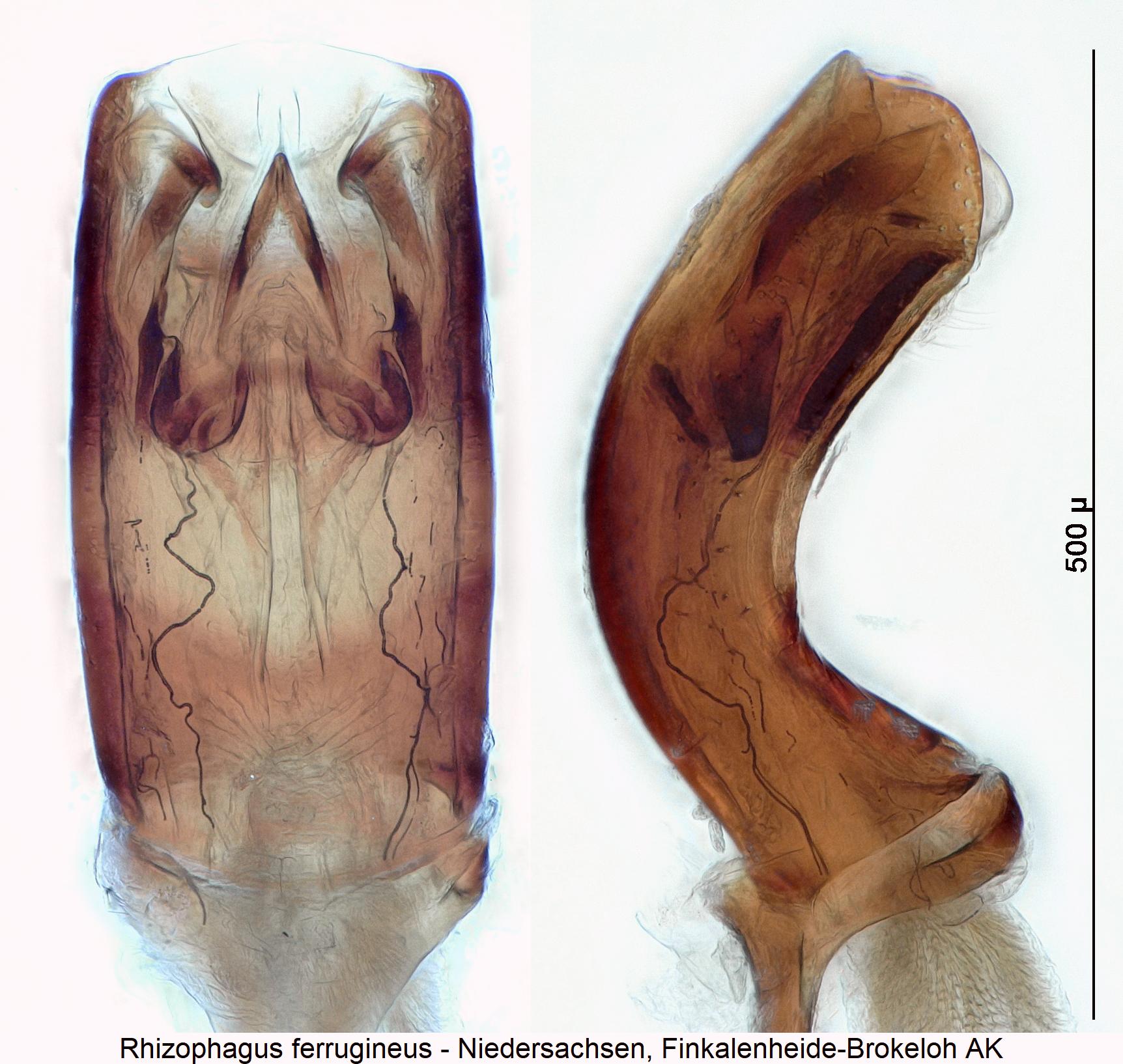 rhizophagus_ferrugineus1.jpg