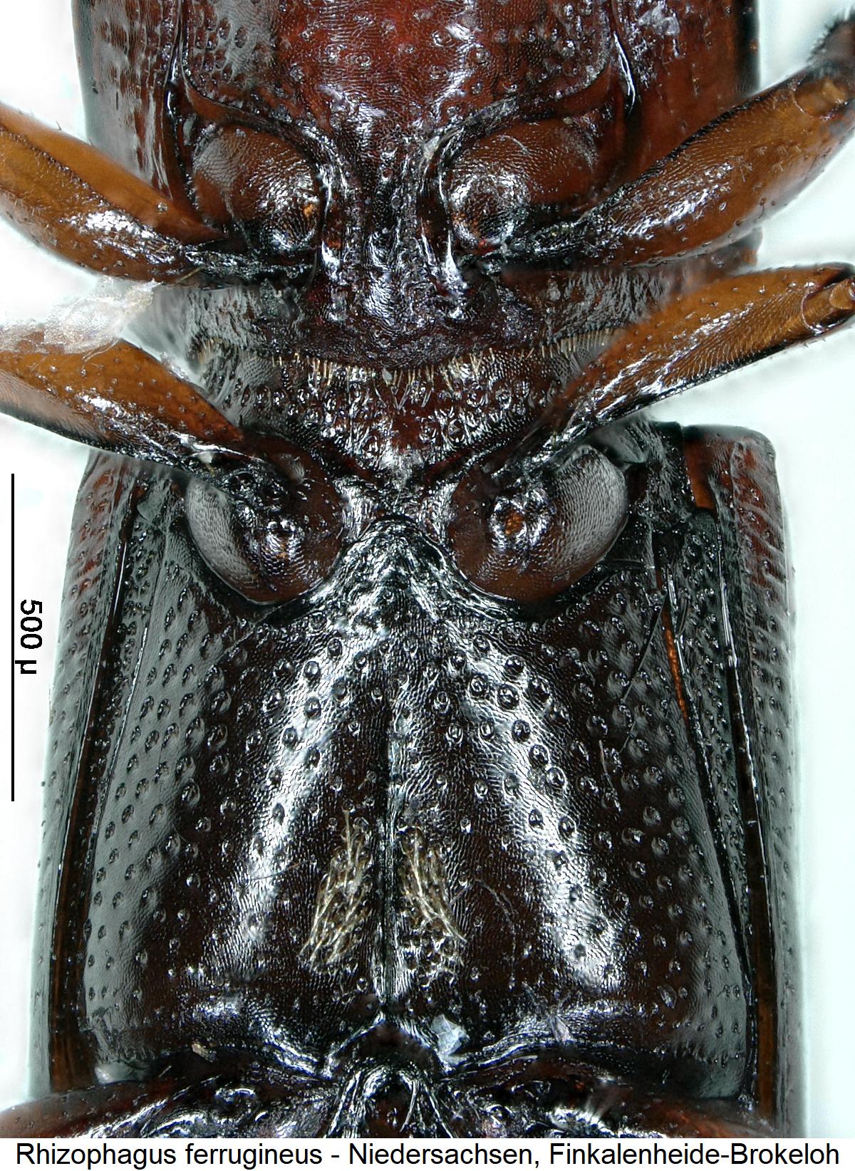 rhizophagus_ferrugineus_vbr.jpg