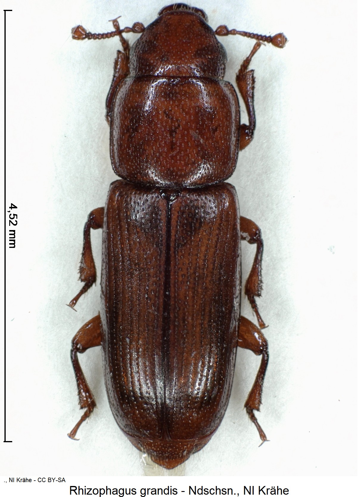 rhizophagus_grandis_ck16649_hab.jpg