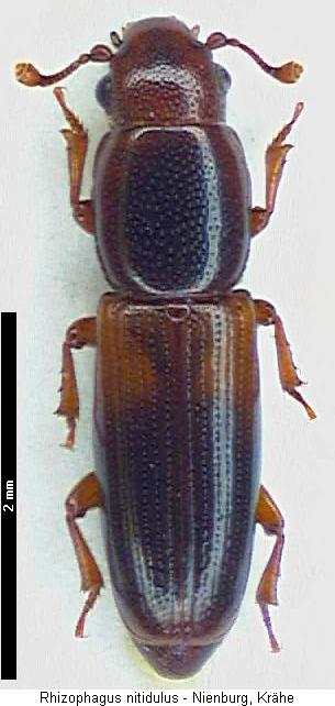 rhizophagus_nitidulus_hab.jpg
