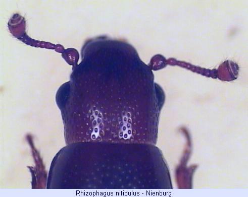 rhizophagus_nitidus_k.jpg