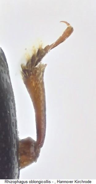 rhizophagus_oblongicollis_vschn.jpg