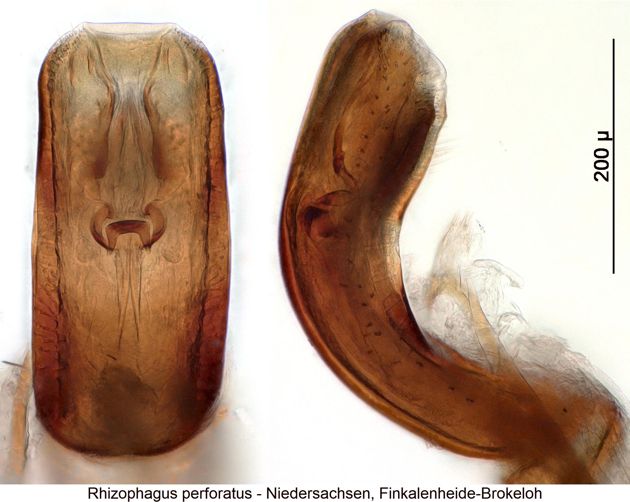 rhizophagus_perforatus1.jpg