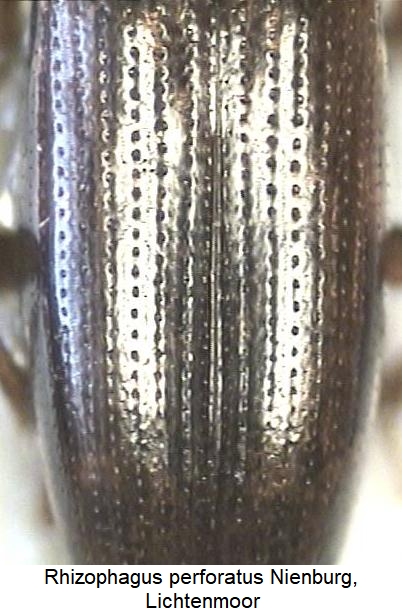 rhizophagus_perforatus_fld.jpg