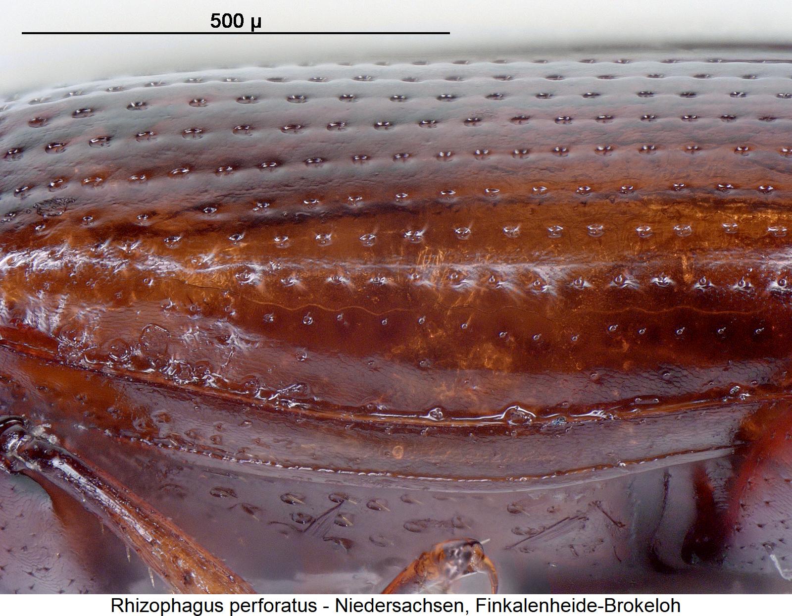rhizophagus_perforatus_sa.jpg