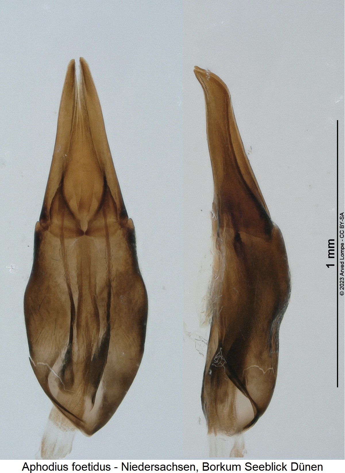 rhodaphodius_foetidus.jpg