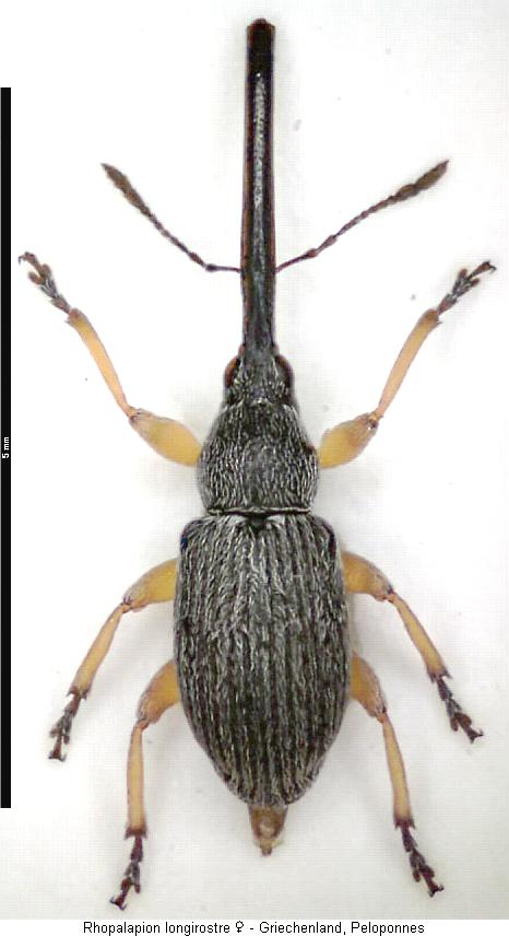 rhopalapion_longirostre_hab.jpg