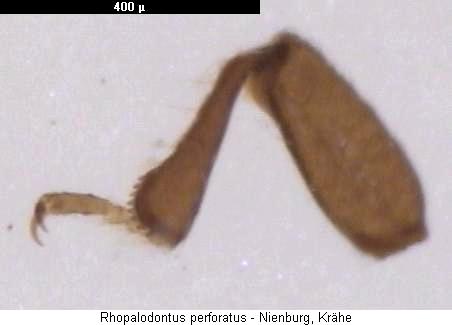 rhopalodontus_perforatus_vb.jpg