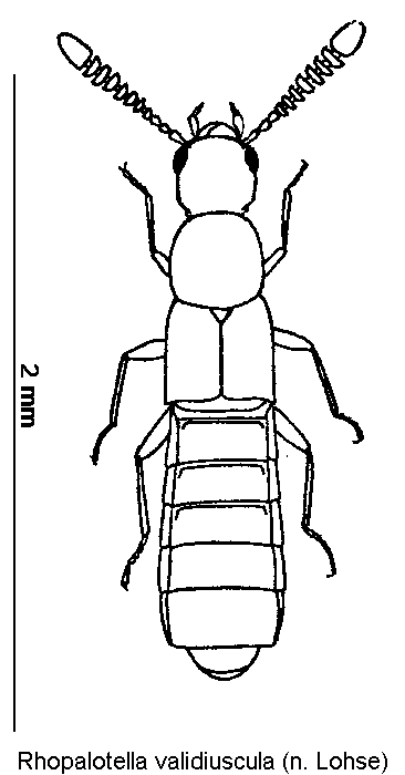 rhopalotella_validiuscula_hab.gif