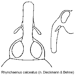 rhynchaenus_calceatus_k.gif
