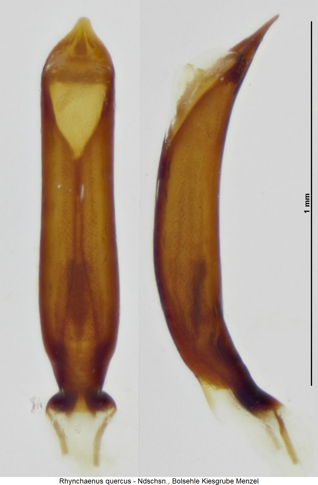rhynchaenus_quercus.jpg