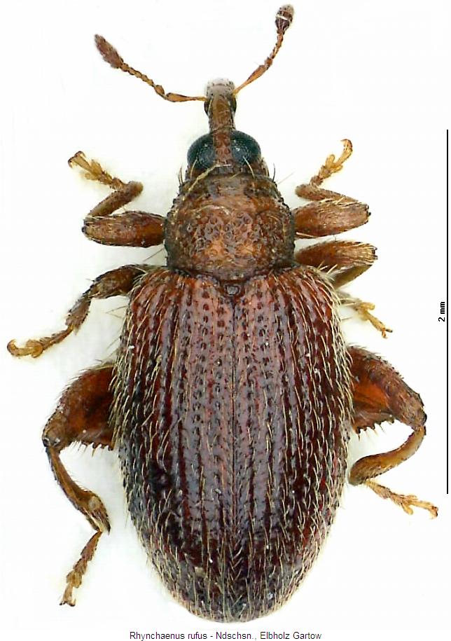 rhynchaenus_rufus_hab.jpg