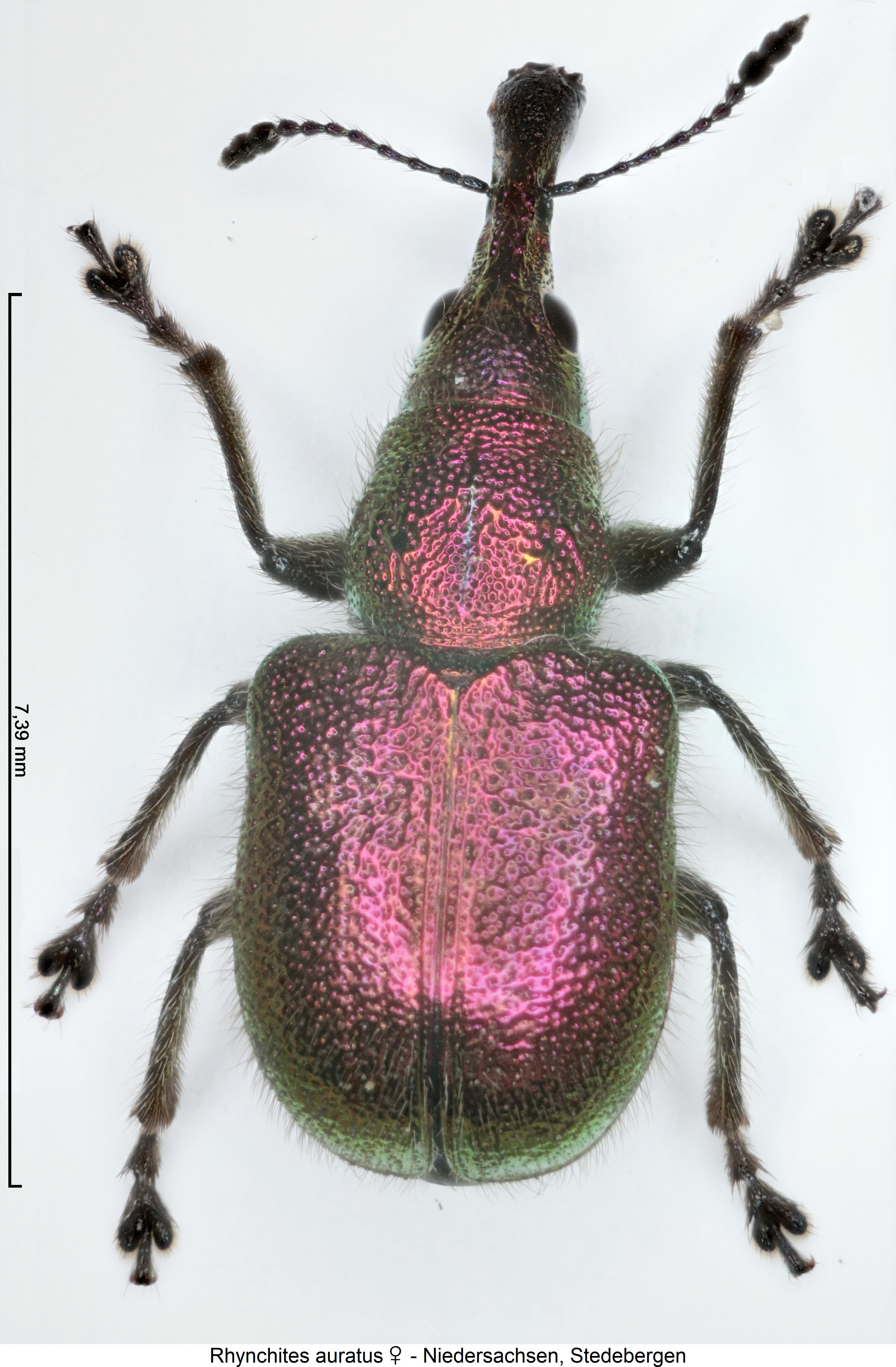 rhynchites_auratus_hab1.jpg