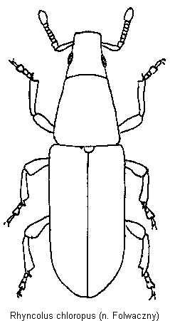 rhyncolus_chloropus_hab.gif