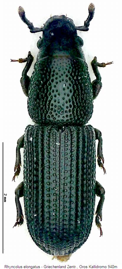 rhyncolus_elongatus_hab.jpg