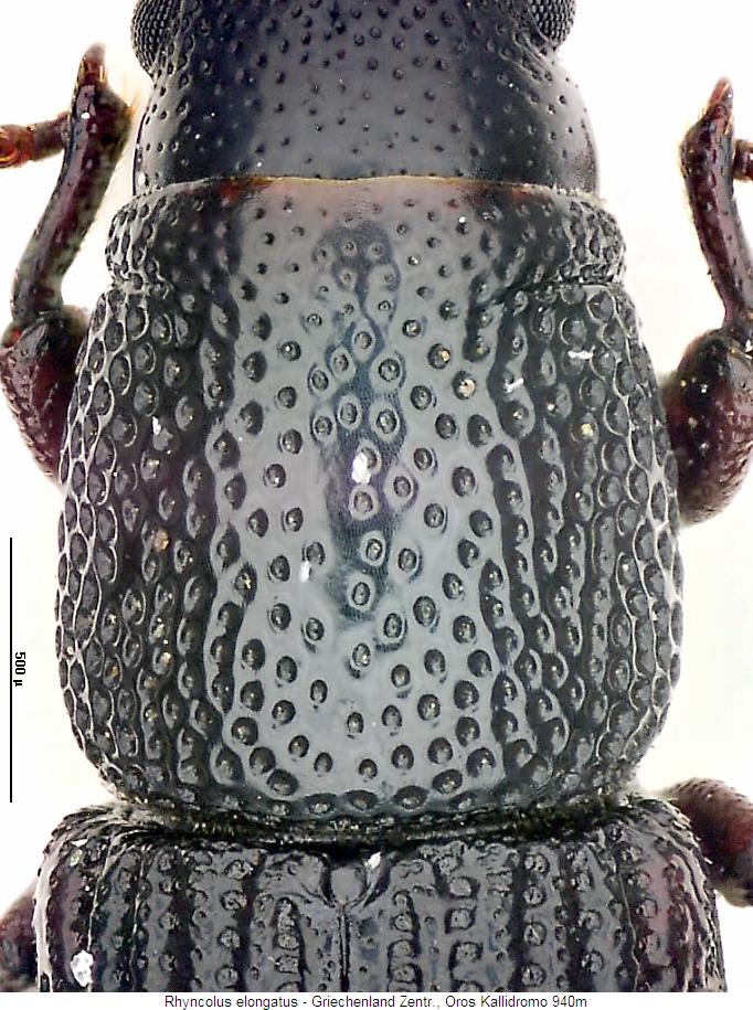 rhyncolus_elongatus_hsch.jpg