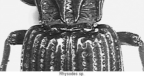 rhysodes_schulter.jpg