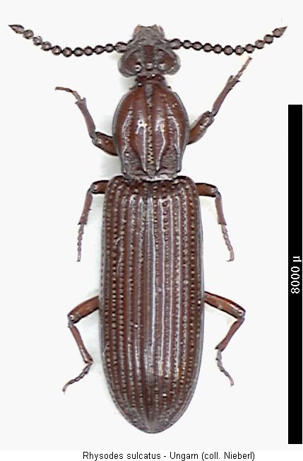 rhysodes_sulcatus_hab2.jpg