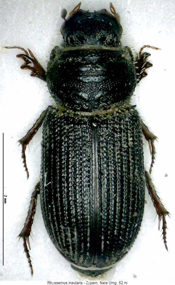 rhyssemus_insularis_hab.jpg