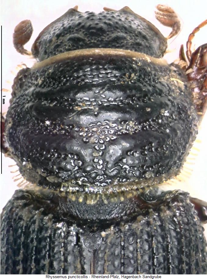 rhyssemus_puncticollis_vk2.jpg