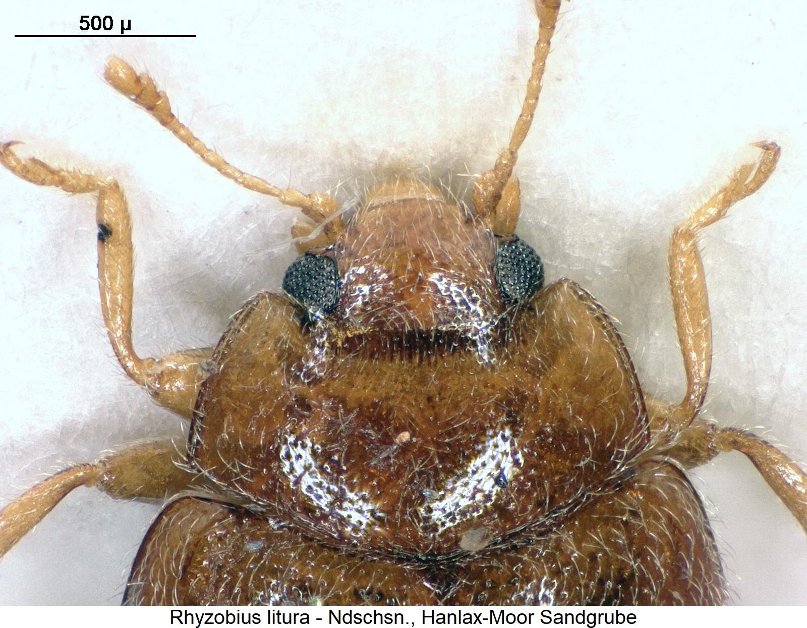 rhyzobius_litura_vk.jpg