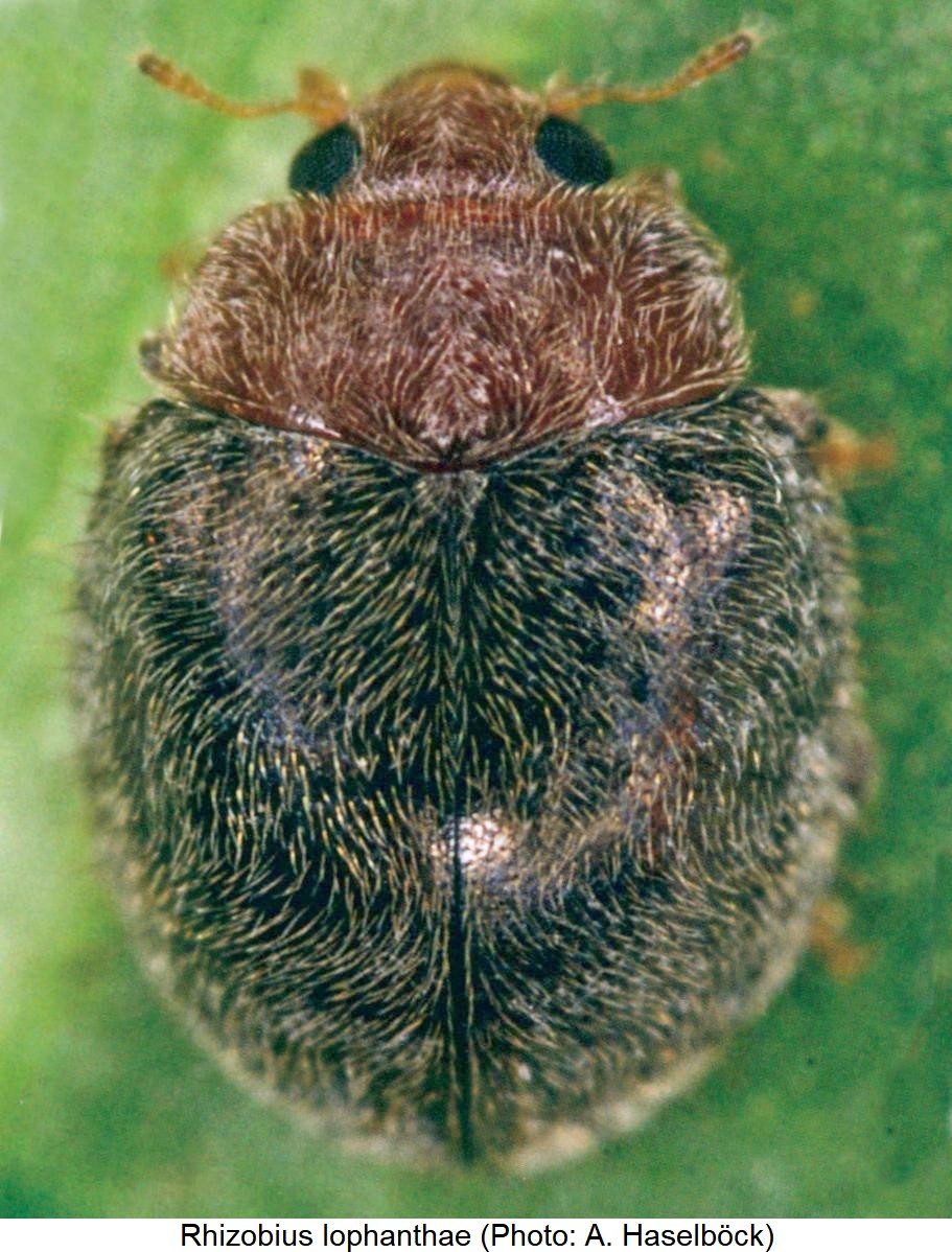 rhyzobius_lophantae_hab.jpg