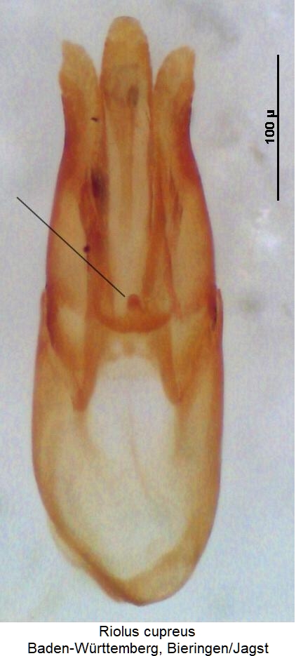 riolus_cupreus1.jpg