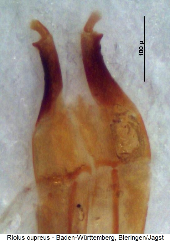 riolus_cupreus_ovi.jpg