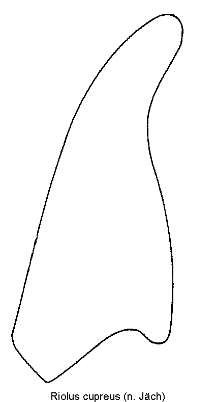 riolus_cupreus_pm.gif