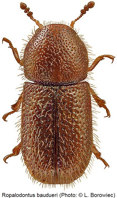 ropalodontus_baudueri_bor.jpg