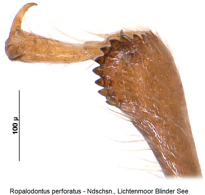 ropalodontus_perforatus_vschn.jpg
