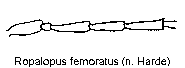 ropalopus_femoratus_f.gif