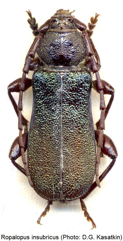 ropalopus_insubricus_hab.jpg
