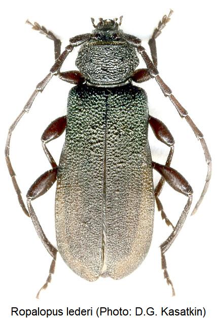 ropalopus_lederi_hab1.jpg