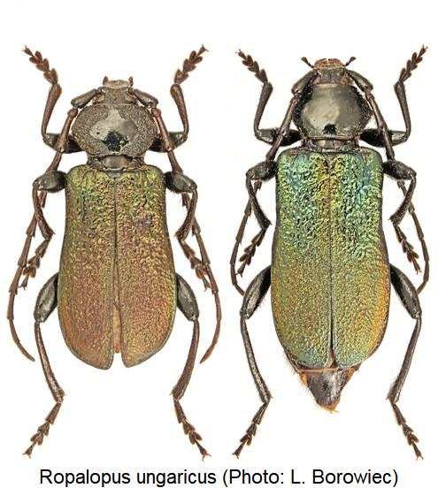 ropalopus_ungaricus_hab.jpg