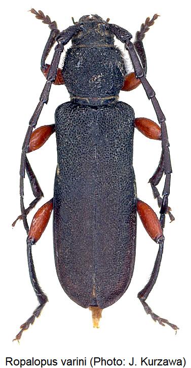 ropalopus_varini_hab.jpg