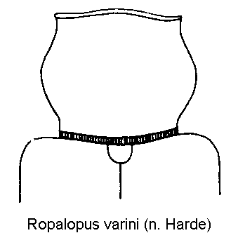 ropalopus_varini_hsch.gif