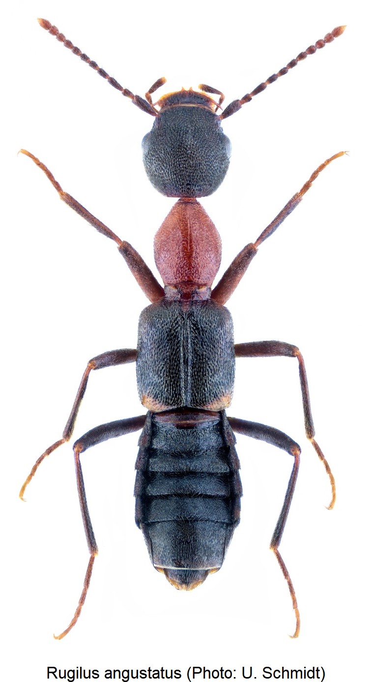 rugilus_angustatus_hab.jpg