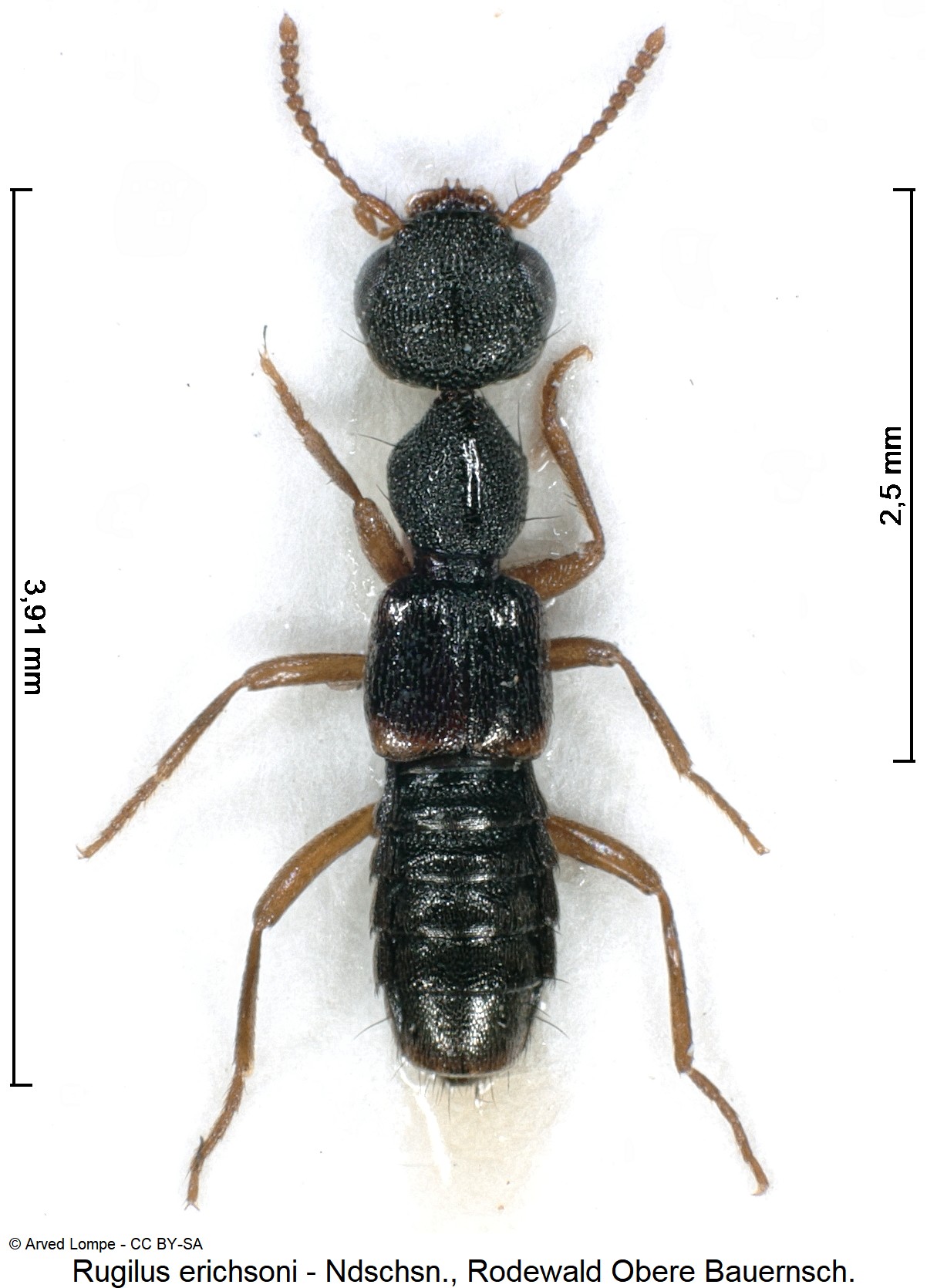 rugilus_erichsoni_ck21309_hab.jpg