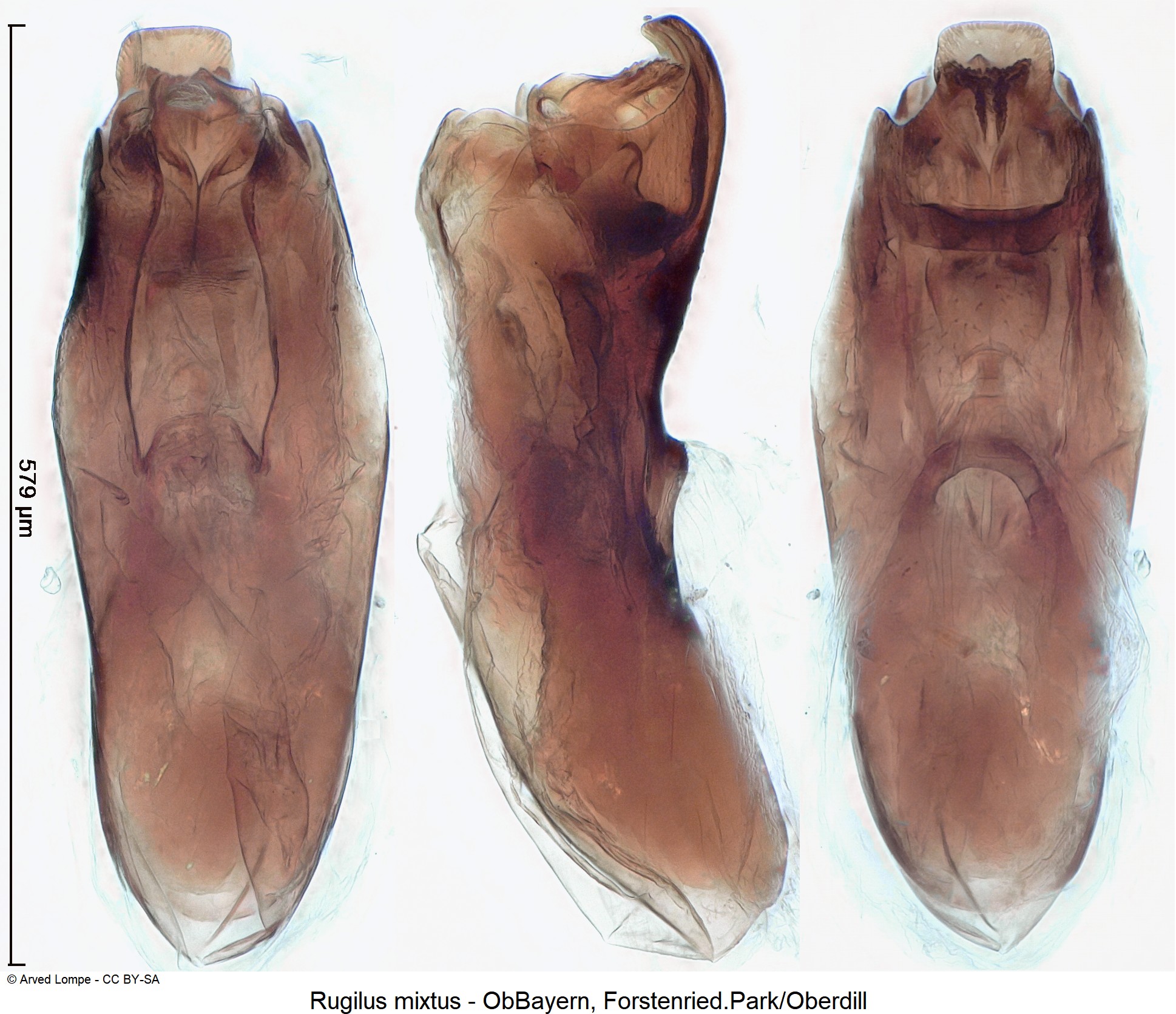 rugilus_mixtus_ck17152.jpg