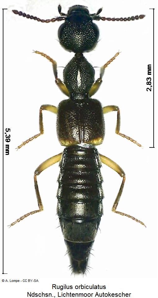 rugilus_orbiculatus_hab.jpg