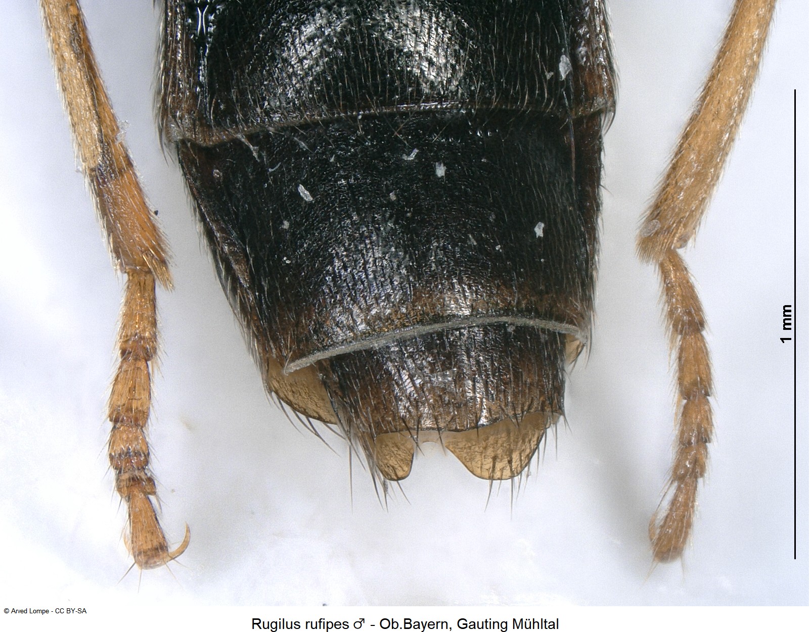 rugilus_rufipes_m_ck34162185_ster.jpg