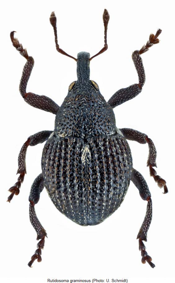 rutidosoma_graminosus_hab.jpg